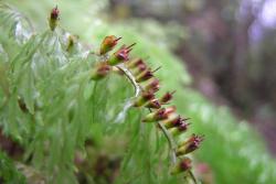 Hymenophyllum multifidum. Indusia with exserted receptacles and shallowly toothed margins on the indusial flaps.  
 Image: L.R. Perrie © Leon Perrie 2006 CC BY-NC 3.0 NZ